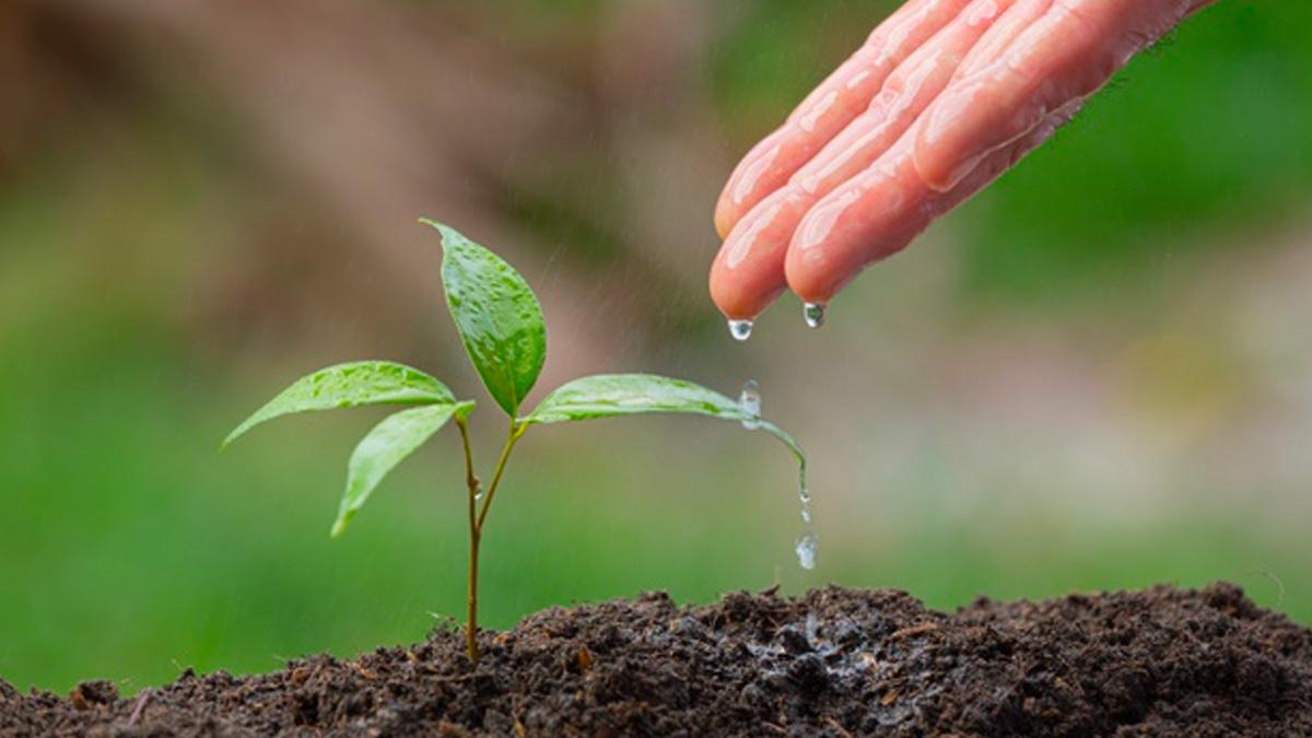 Lanzan campaña para plantar un árbol por el Día Mundial de la Tierra |  KienyKe