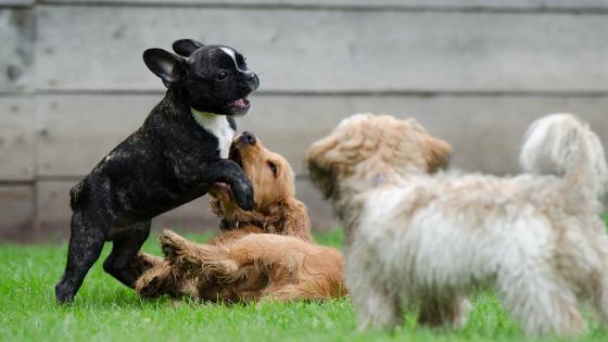 ¿Qué es la caninoterapia?