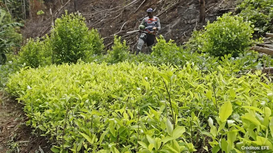 Cultivos de coca