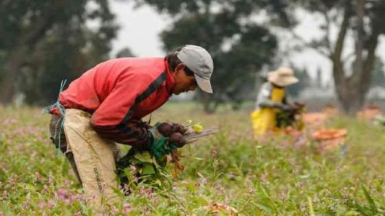 Campesinos acuerdo de paz