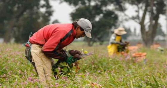 campesinos colombianos