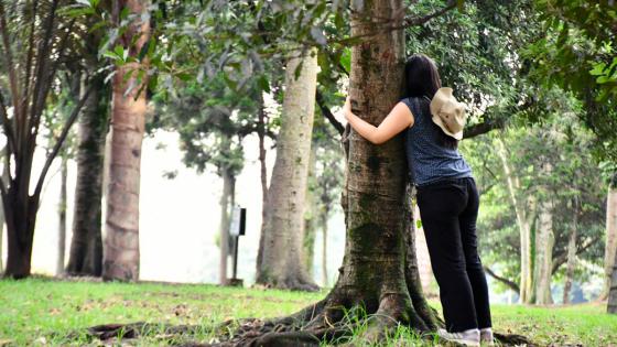 Día del Árbol