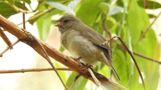 Pájaro Medellín