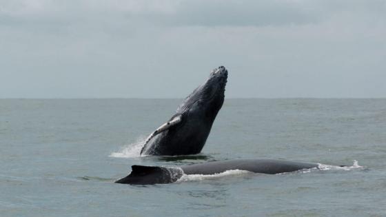 Ballenas Jorobadas