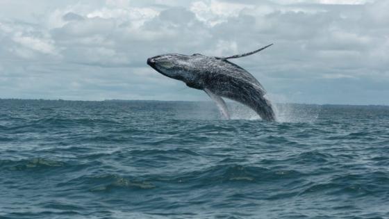 Ballenas jorobadas