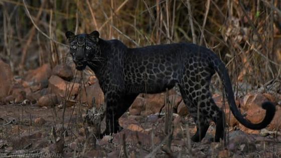  Captan extraña raza de leopardo negro