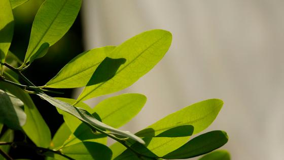 La regulación de la hoja de coca libró su primer discusión en el Congreso