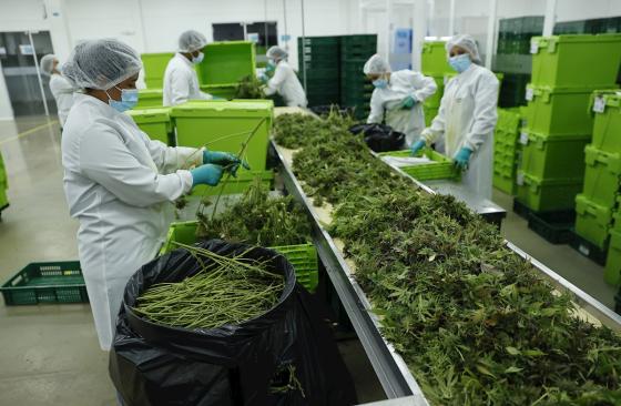 La Industria Del Cannabis Medicinal Se Abre Paso En Colombia | KienyKe