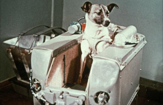 Laika perrita en el espacio