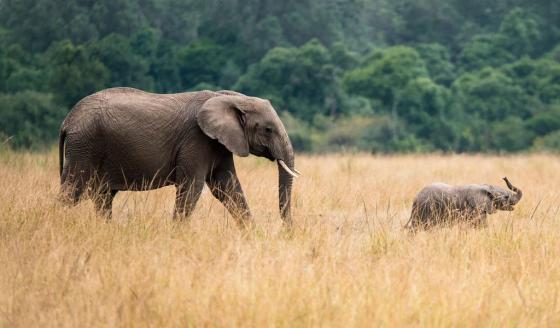 Elefantes Nacen Sin Colmillos Como Evolución Por Caza | KienyKe