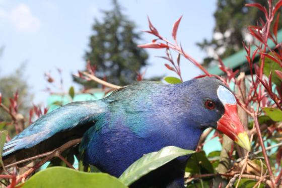 Tinguas azules en Bogotá