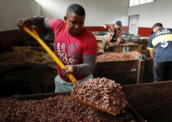 cacao siembra esperanza