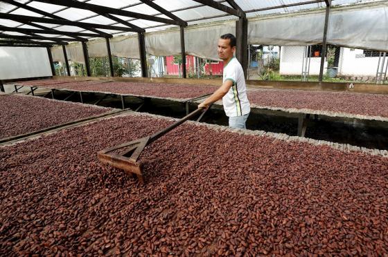 cacao siembra esperanza