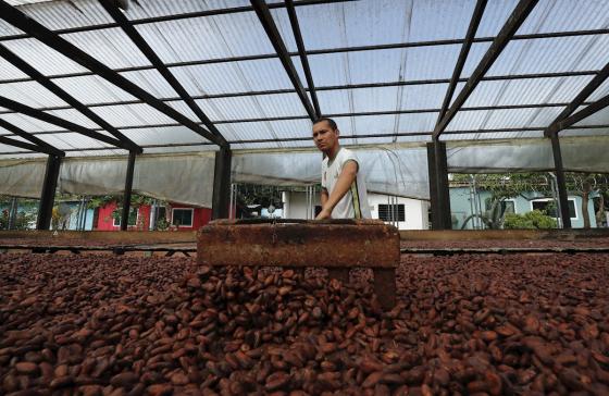 proceso del cacao en una planta de procesamiento