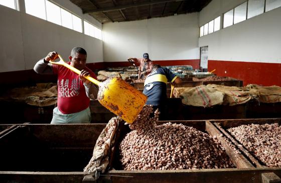 Una persona cosecha cacao