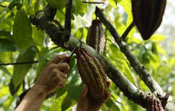 cacao siembra esperanza