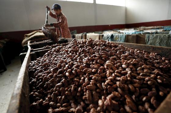 cacao siembra esperanza 