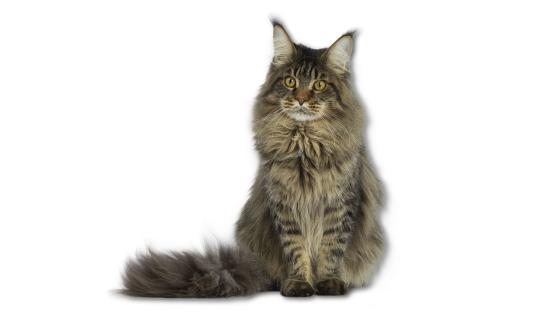 Maine Coon