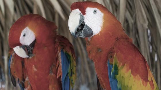 guacamayas Medellín