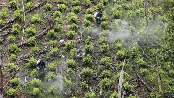 Coca en Región Andina 