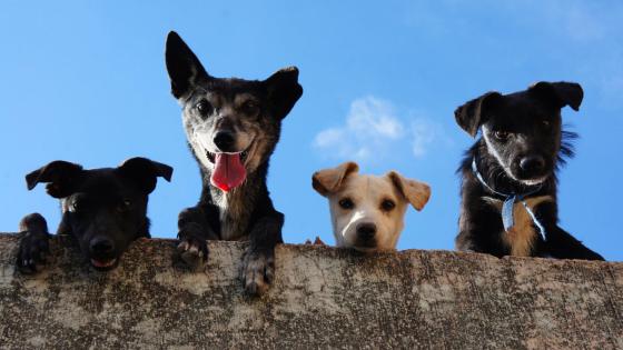 Perritos virales 