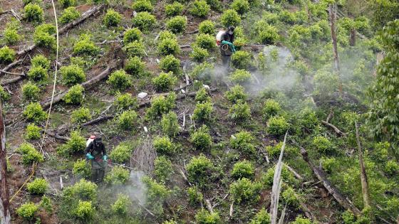 Cultivos de coca en Colombia