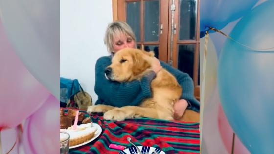 Perro fiesta de cumpleaños 