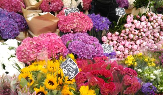 asocolflores exportación de flores