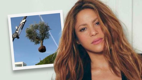 Shakira se lleva un árbol dde Barcelona a Miami