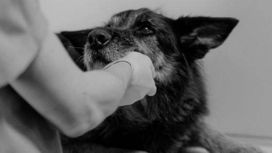 perros gatos envenenados ciudad bolivar Bogotá