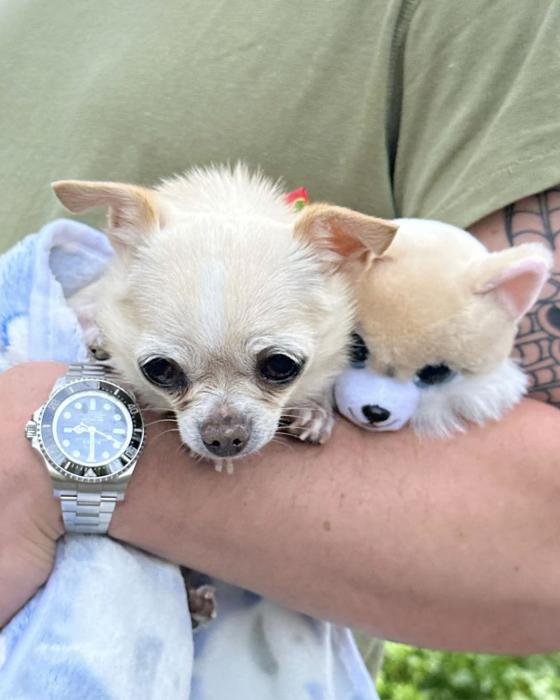 Las mascotas de Sofía Vergara