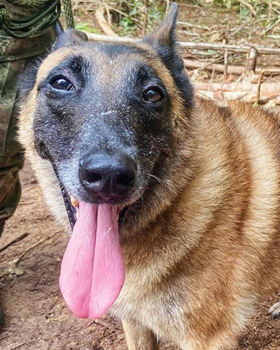 Perro Wilson: Así lucía cuando era cachorro