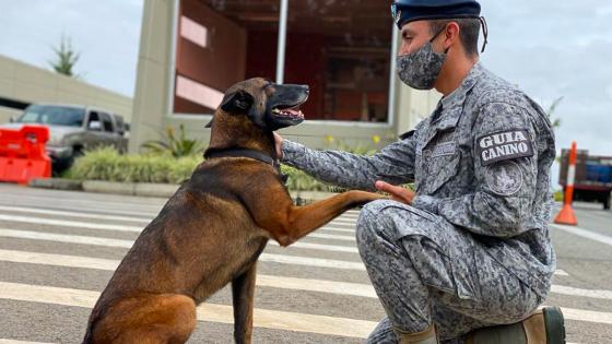 Una nueva oportunidad merecen todos los héroes caninos que durante su vida sirvieron a la patria.