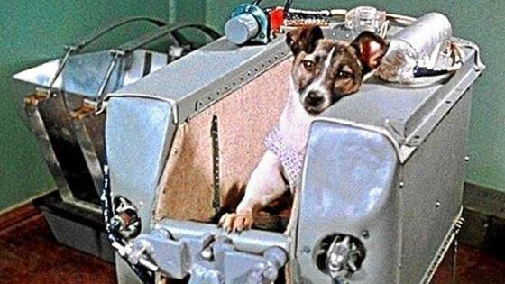 En el mes de noviembre de 1957, Laika se convirtió en el primer viviente en orbitar la tierra. En el mes de noviembre de 1957, Laika se convirtió en el primer viviente en orbitar la tierra.