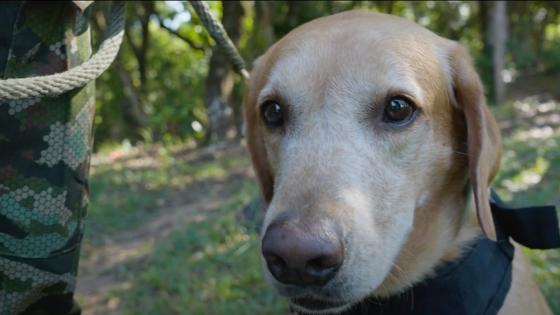 Los perritos antiexplosivos de Tolemaida