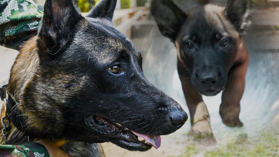 Wilson y la escuela canina de Tolemaida