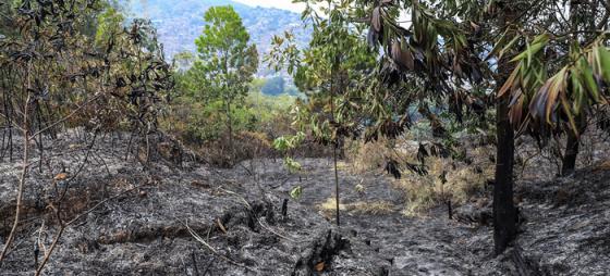 incendio cerro la bandera Cali 