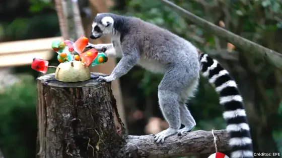 Animales de zoológico de Cali les llegó su Navidad: les obsequiaron un banquete