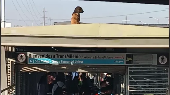 ¿Cachorro araña? Perrito generó grave emergencia en Transmilenio