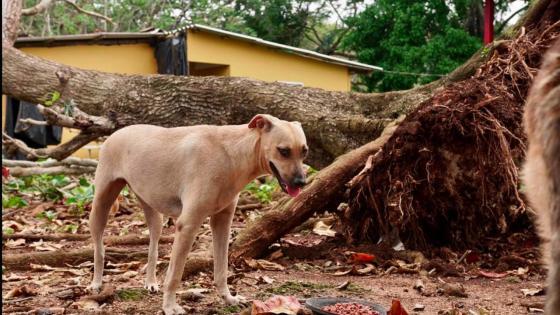 rescate-perros