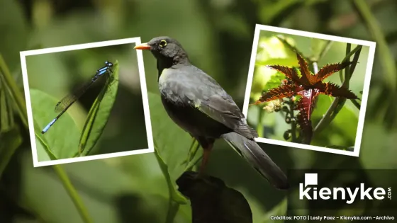 Humedal Córdoba: El paraíso Verde de Bogotá