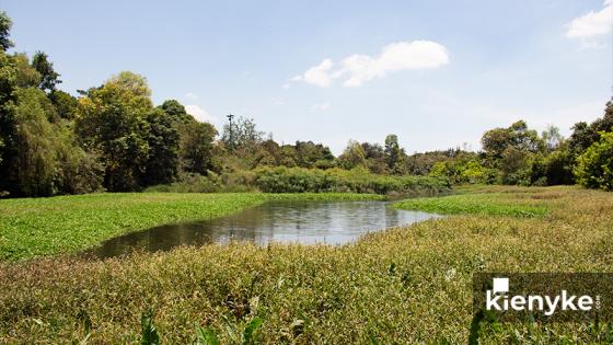 Humedal Córdoba: El paraíso Verde de Bogotá