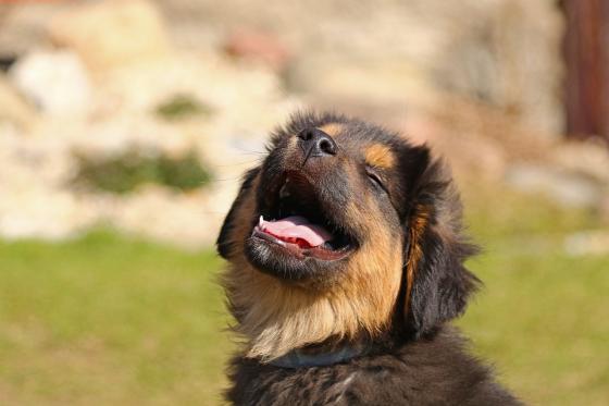 ¿Cómo funciona la caninoterapia?