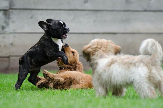 ¿Qué es la caninoterapia?