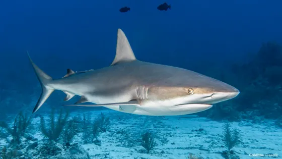 Detectan tiburones intoxicados con cocaína