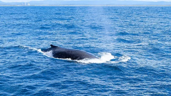 ballena-pacífico-liberada