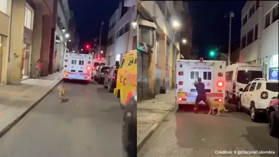 ¡Conmovedor! Perro acompañó a su dueño en ambulancia