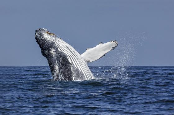 Ballenas