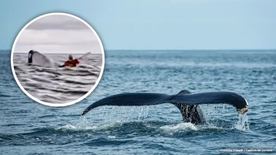 hombre ballena chile