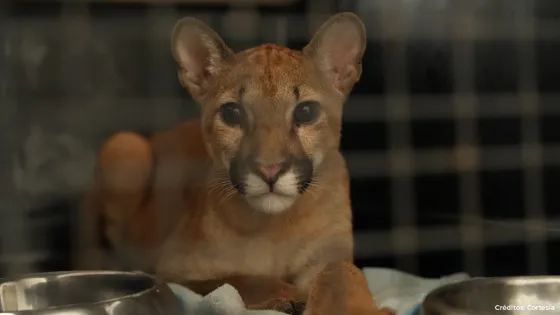 Rescatan a puma en Antioquia